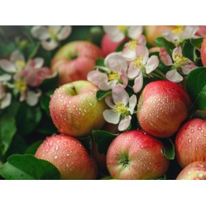 Stĺpovitá jabloň (Malus domestica) ´DELEGRINA´ - výška 50-70 cm, kont. C3.5L
